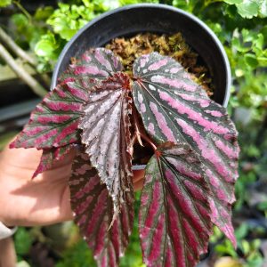 Begonia sp.