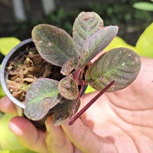 Codonoboea pumila sumatra