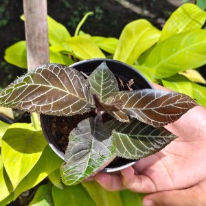 Ardisia Gigantifolia