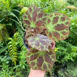 Begonia Rajah