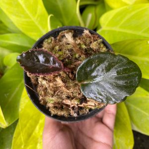 Schismatoglottis Sumatera