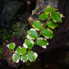 New Arrival Ficus Pumila Variegated