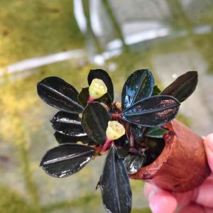 Bucephalandra Pandora