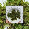 pillo moss terrestrial cushion