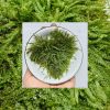 java moss aquatic plant covering hardscape