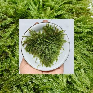 java moss aquatic plant covering hardscape