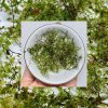 Butterfly Moss feathery textur