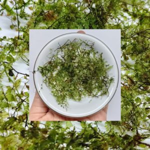 Butterfly Moss feathery textur