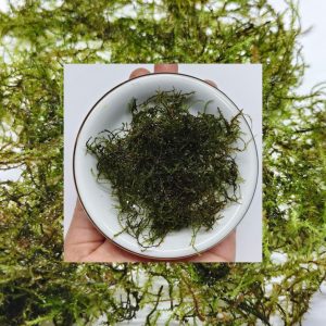 Close-up of fine Java Mini Moss texture