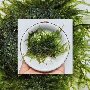 Thick Taiwan Moss cushion texture