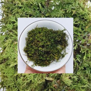 Close-up of Tamarisk Moss branching texture
