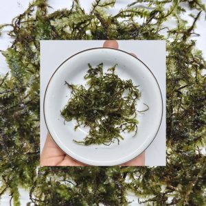 pancuraji moss aquatic