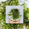 Close-up of Spiky Moss pointed leaf texture