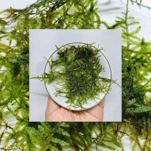 Close-up of Spiky Moss pointed leaf texture