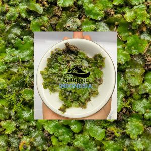Moss Liverworts
