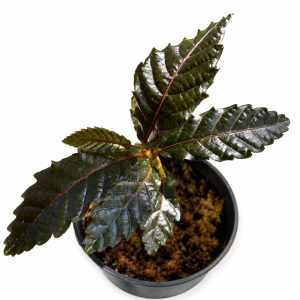 Leea sp Timika