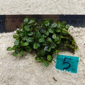 Bucephalandra orbicular green 5