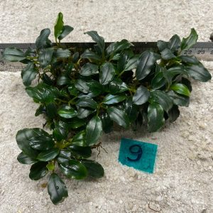 Bucephalandra blue metalic 9