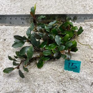 Wavy green 15