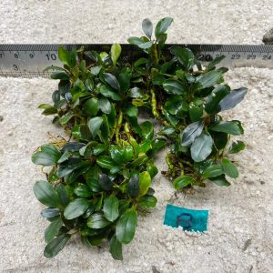 Marine wavy 8
