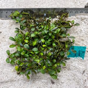 Chilli olive 11