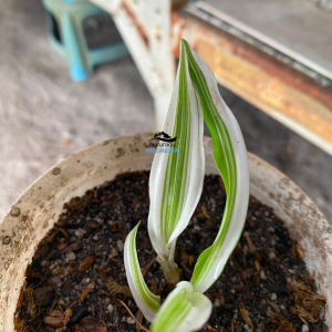 Crinum Asiaticum Variegatum