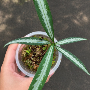 Ardisia White Line Sumatra