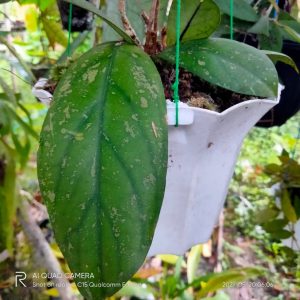 Hoya Forbesii King & Gamble Splash