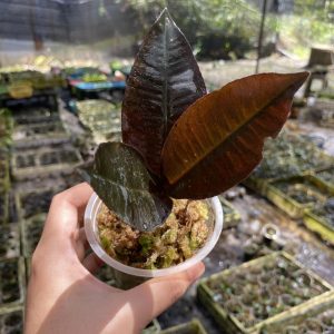 Labisia Posthumusiana Sunarno (Labisia Dark Leaf)