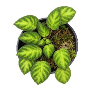 Gesneria sp.