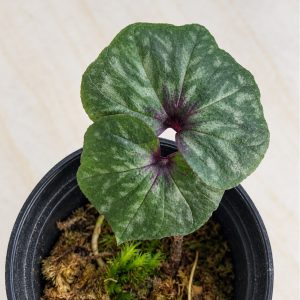 Nervilia sp.