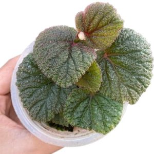 Begonia Baik