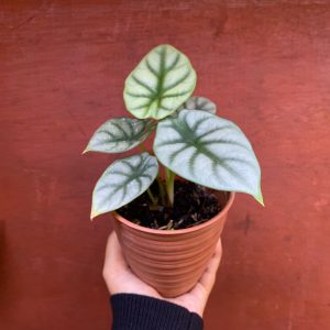 Alocasia Dragon Scale Silver