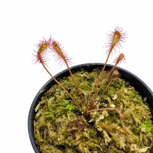 Drosera Affinis