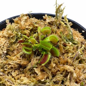 Dionae Muscipula Bristle Tooth (Venus Fly Trap)