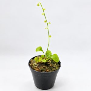 Utricularia Calycifida