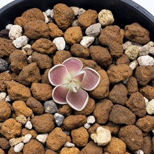 Pinguicula Ehlersiae