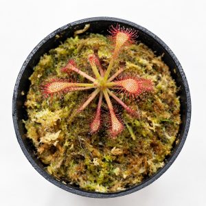 Drosera Omissa X Pulchella