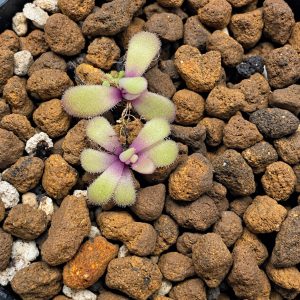 Pinguicula Agnata X Photosiensis