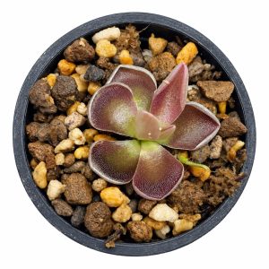 Pinguicula Sessilifolia M