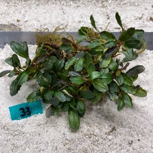 Hades Hardcore Green 33