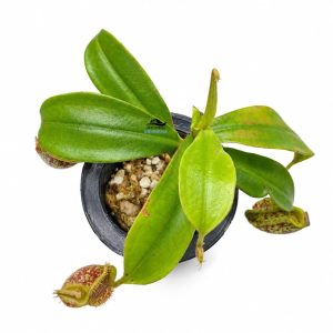 Nepenthes Ampullaria Dark Batik