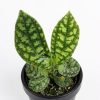 Elatostema sp.