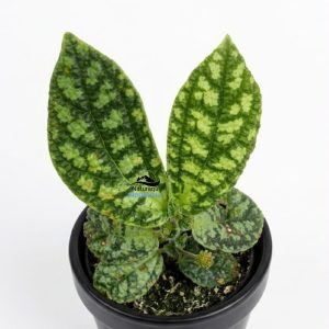 Elatostema sp.
