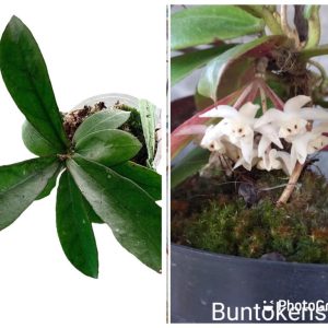 Hoya Buntokensis S. Rahayu & Rodda