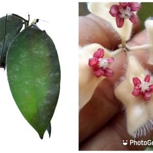Hoya Caudata Hook.F.