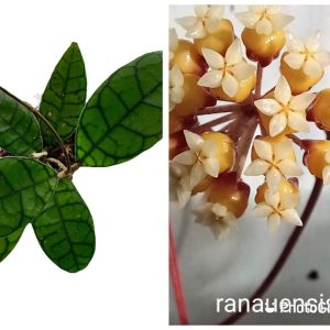 Hoya Ranuensis T.Green & Kloppenb.
